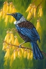 Tui In Kowhai painting by Sue Graham